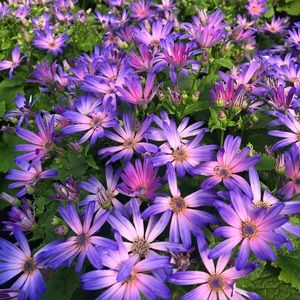 Meet your Posher, Luz marina